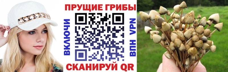 Псилоцибиновые грибы Psilocybe  Купить  Звенигород 